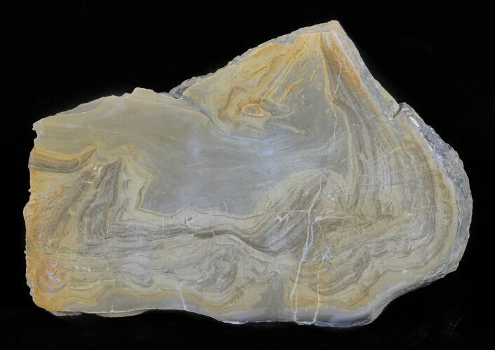 Devonian Stromatolite Slice - Orkney, Scotland #61083